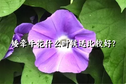 矮牵牛花什么时候送比较好？