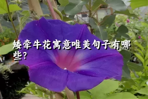 矮牵牛花寓意唯美句子有哪些？