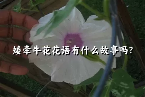 矮牵牛花花语有什么故事吗？