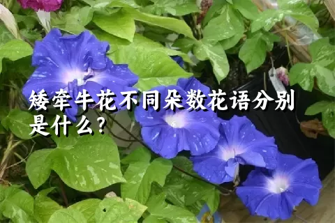 矮牵牛花不同朵数花语分别是什么？