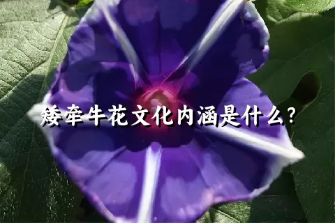 矮牵牛花文化内涵是什么？