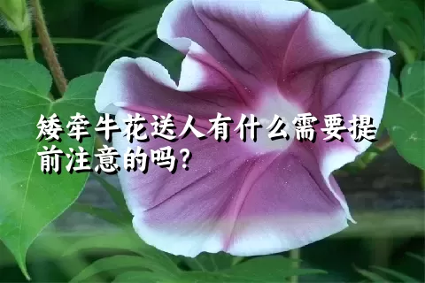 矮牵牛花送人有什么需要提前注意的吗？