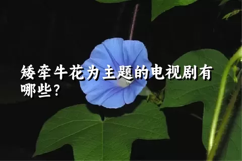 矮牵牛花为主题的电视剧有哪些？