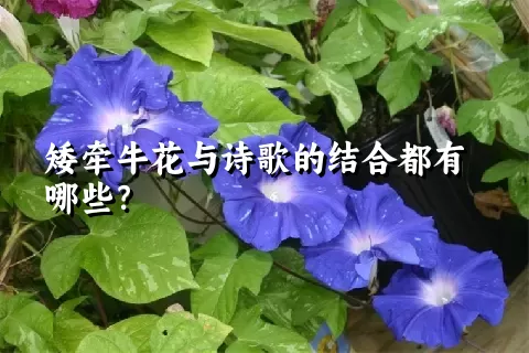 矮牵牛花与诗歌的结合都有哪些？