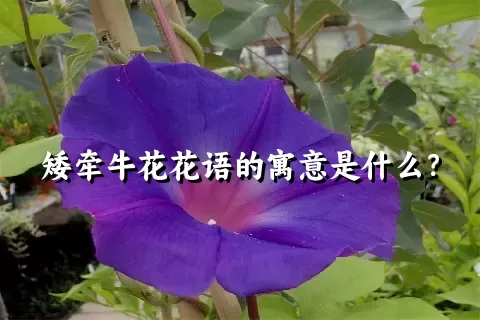 矮牵牛花花语的寓意是什么？