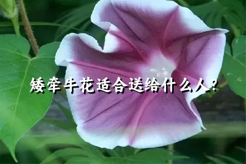 矮牵牛花适合送给什么人？