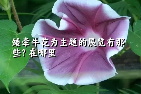 矮牵牛花为主题的展览有那些？在哪里