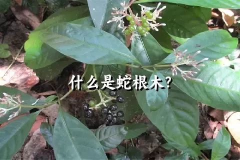 什么是蛇根木？