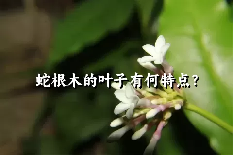 蛇根木的叶子有何特点？