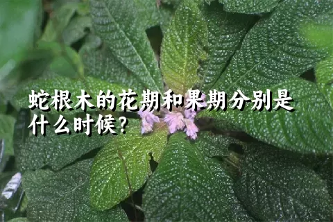 蛇根木的花期和果期分别是什么时候？