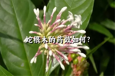 蛇根木的药效如何？