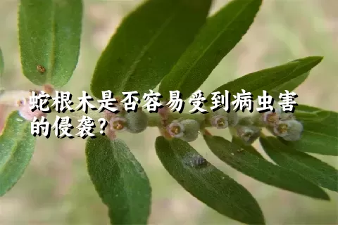 蛇根木是否容易受到病虫害的侵袭？