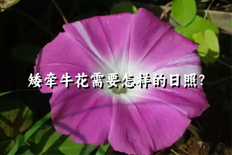 矮牵牛花需要怎样的日照？