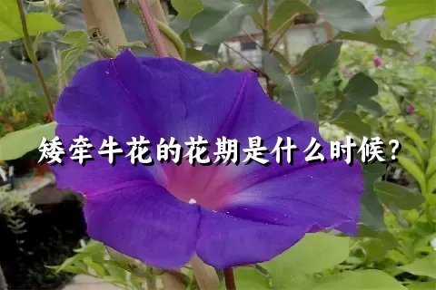 矮牵牛花的花期是什么时候？