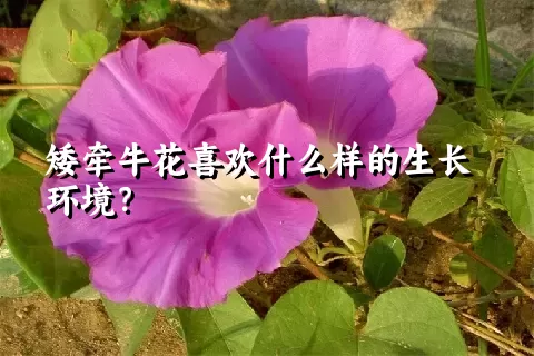 矮牵牛花喜欢什么样的生长环境？