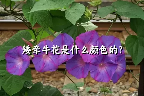 矮牵牛花是什么颜色的？