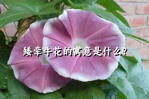 矮牵牛花的寓意是什么？