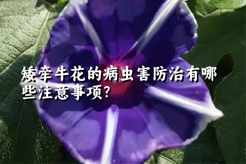 矮牵牛花的病虫害防治有哪些注意事项？