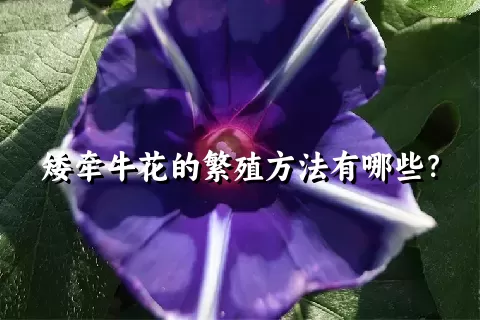 矮牵牛花的繁殖方法有哪些？