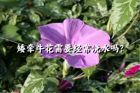 矮牵牛花需要经常浇水吗？