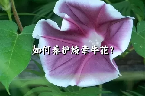 如何养护矮牵牛花？