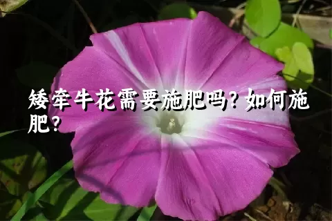 矮牵牛花需要施肥吗？如何施肥？