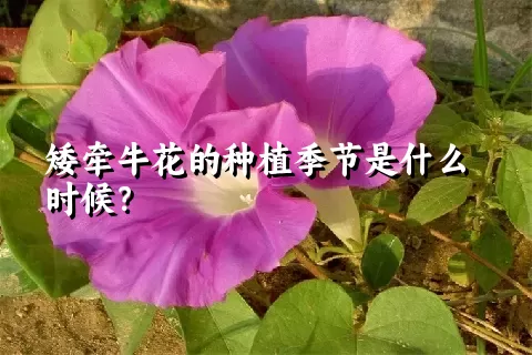 矮牵牛花的种植季节是什么时候？