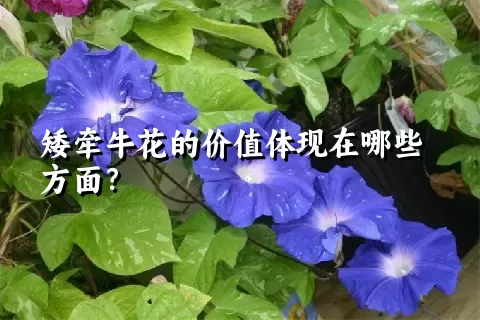 矮牵牛花的价值体现在哪些方面？