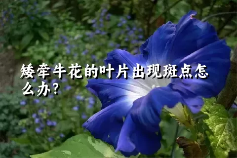 矮牵牛花的叶片出现斑点怎么办？