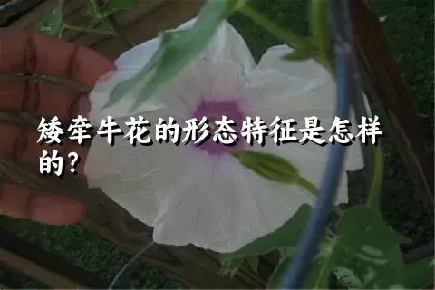 矮牵牛花的形态特征是怎样的？