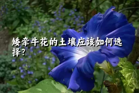 矮牵牛花的土壤应该如何选择？