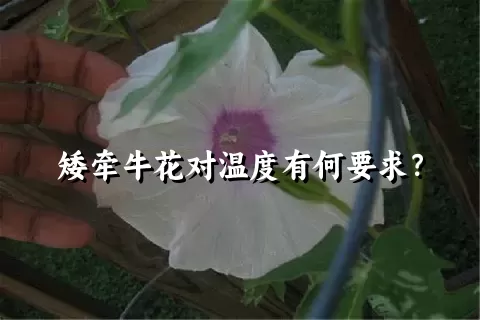 矮牵牛花对温度有何要求？