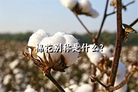 棉花别称是什么？