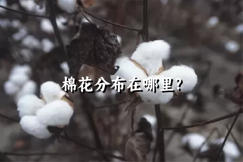 棉花分布在哪里?