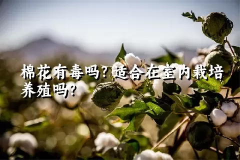 棉花有毒吗？适合在室内栽培养殖吗？