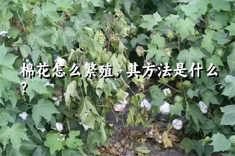 棉花怎么繁殖，其方法是什么？