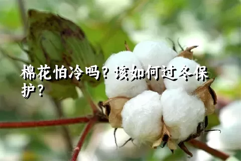 棉花怕冷吗？该如何过冬保护？