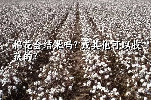 棉花会结果吗？或其他可以收获的？