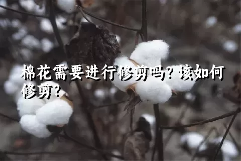 棉花需要进行修剪吗？该如何修剪？