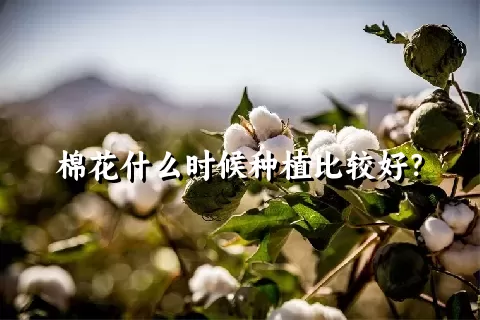 棉花什么时候种植比较好？