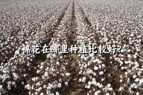 棉花在哪里种植比较好？