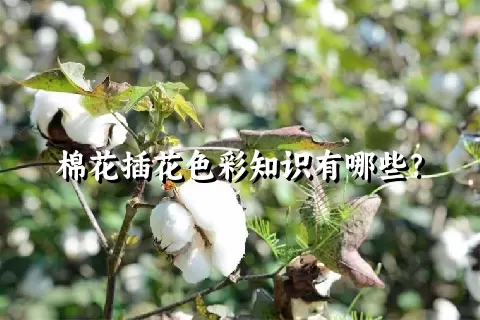 棉花插花色彩知识有哪些？