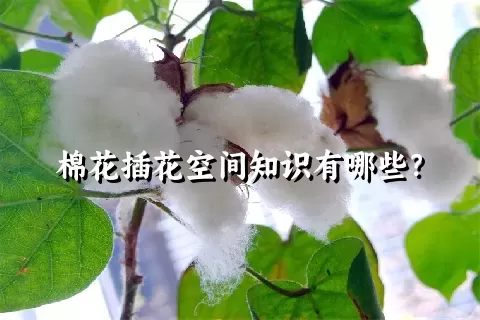 棉花插花空间知识有哪些？