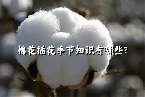 棉花插花季节知识有哪些？