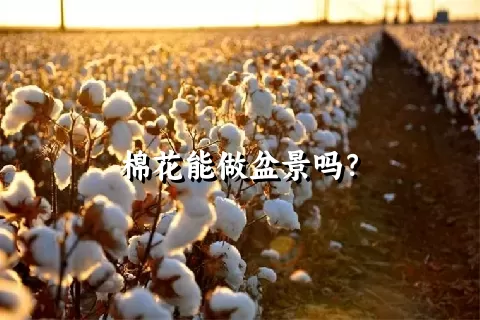 棉花能做盆景吗？