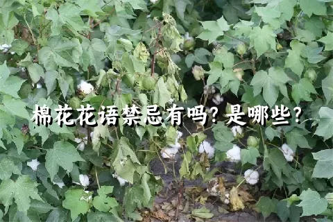 棉花花语禁忌有吗？是哪些？