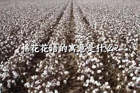 棉花花语的寓意是什么？