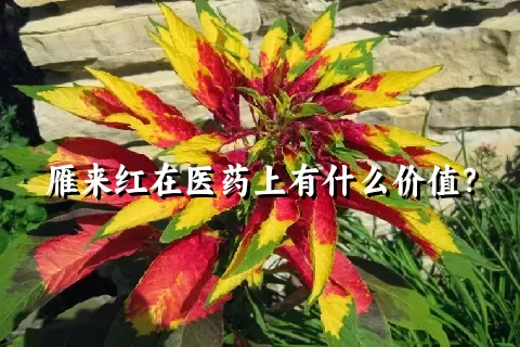 雁来红在医药上有什么价值？