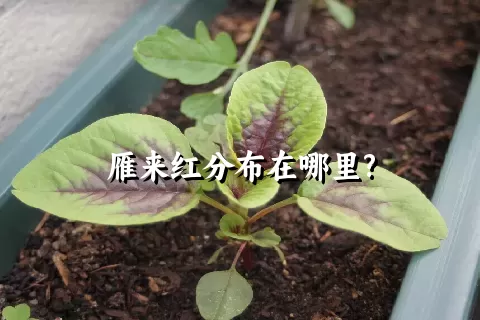 雁来红分布在哪里?