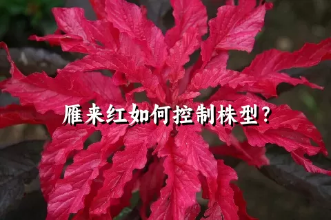 雁来红如何控制株型？